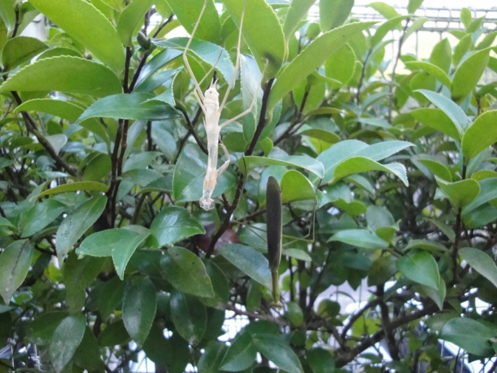 2021-9　カマキリ2