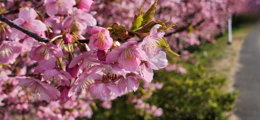 2023-3　湊川河津桜