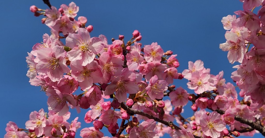 2023-3　湊川河津桜2