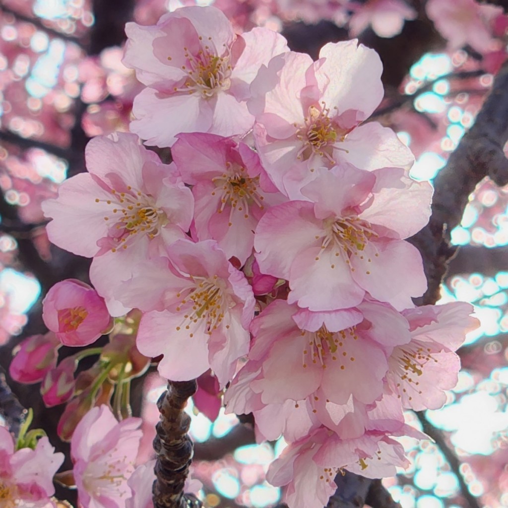 2023-3　湊川河津桜4