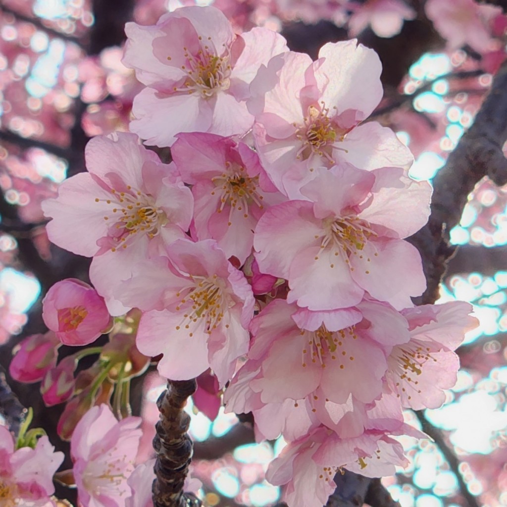 2023-3　湊川河津桜4