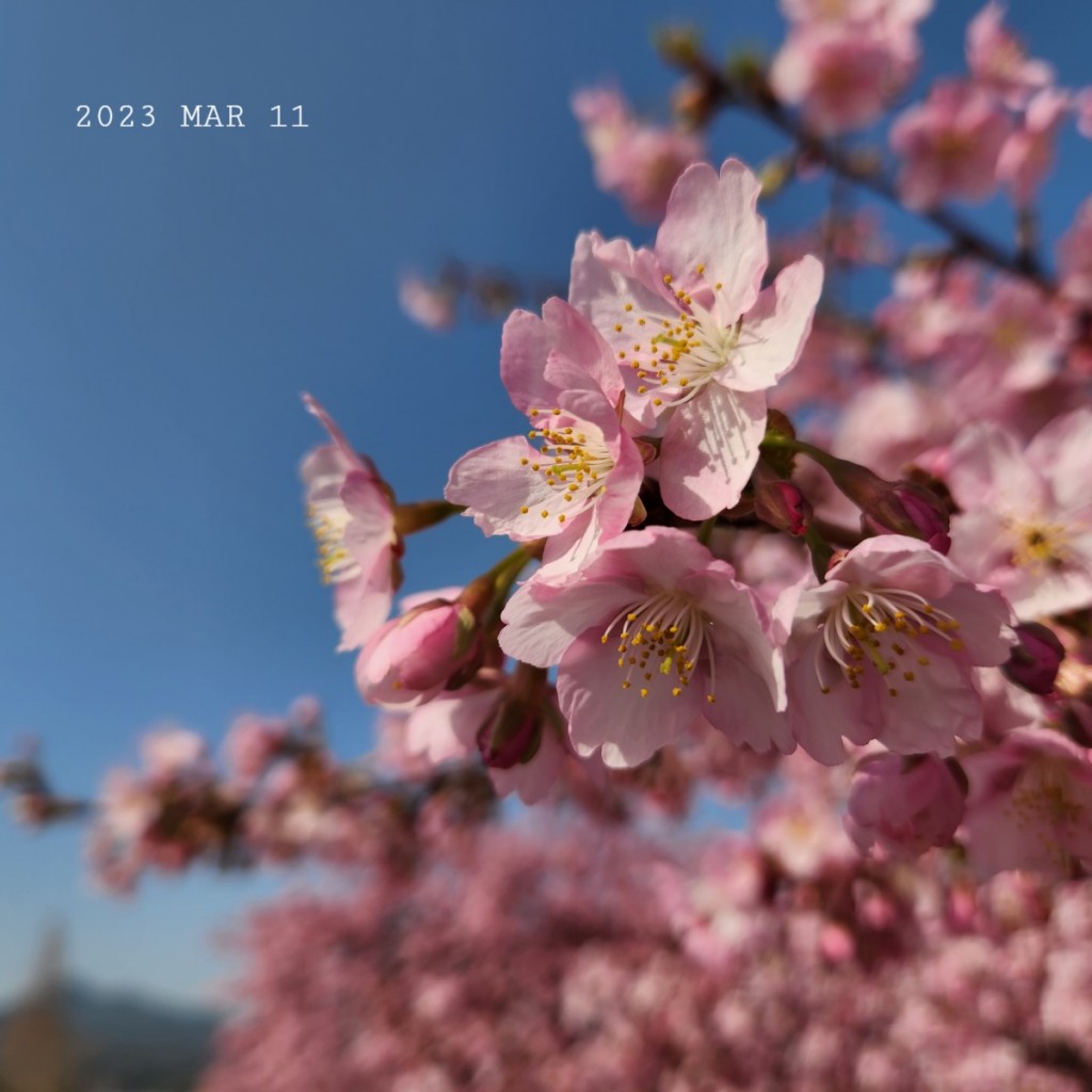 2023-3　湊川河津桜5