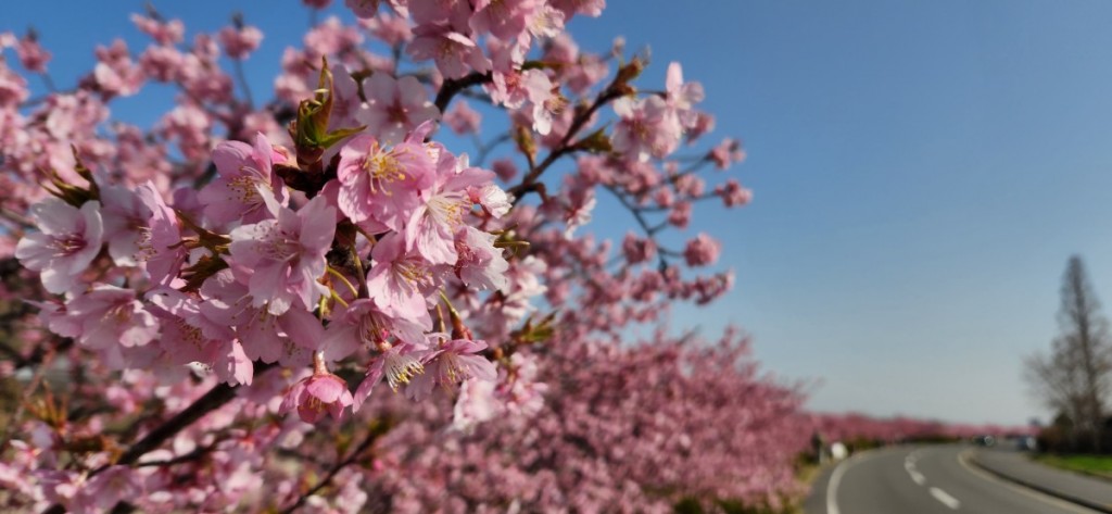 2023-3　湊川河津桜3